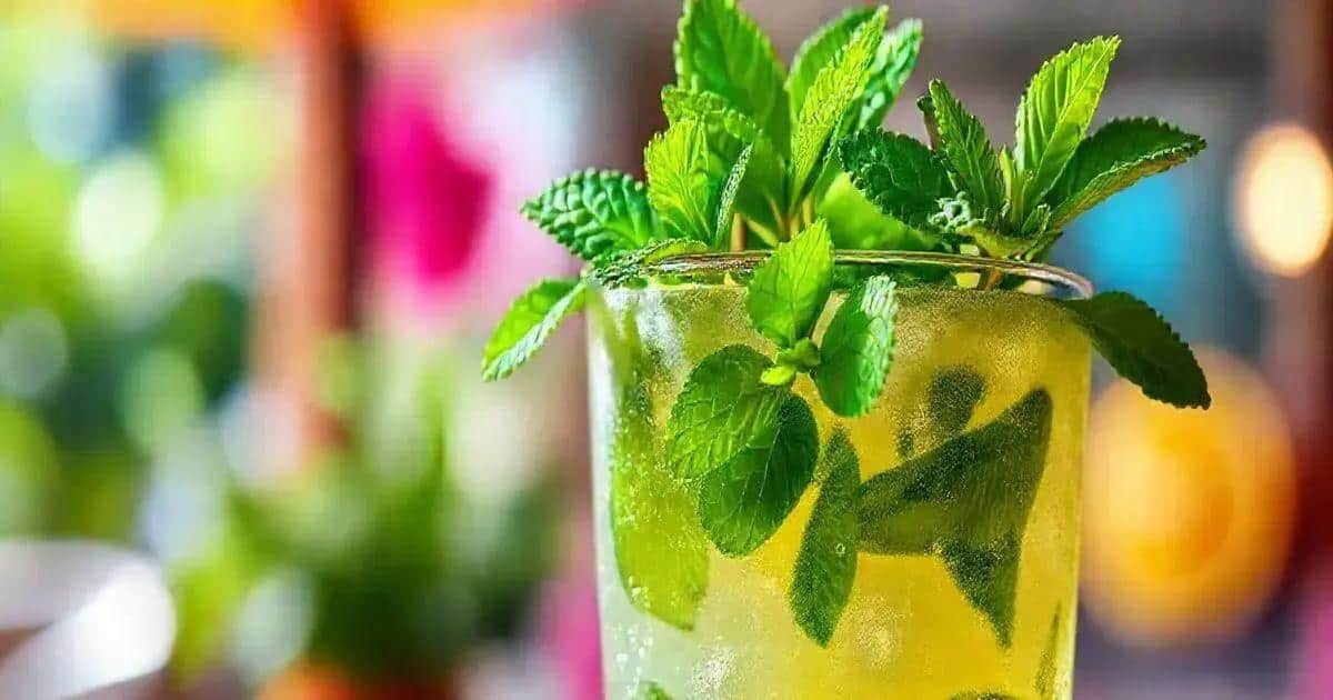 Die Bedeutung der Minze im Cocktail