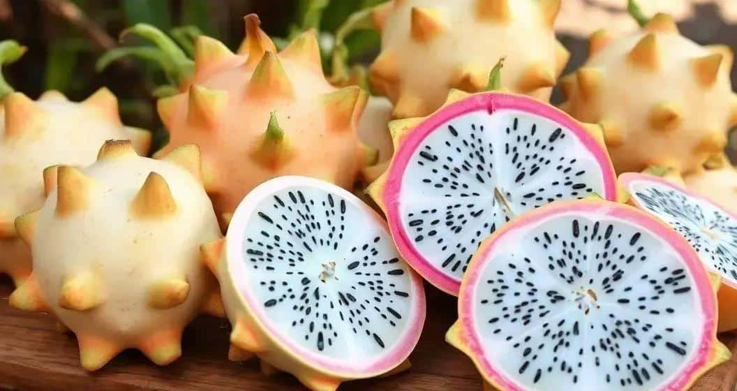 Hintergrund zur Weißen Pitaya