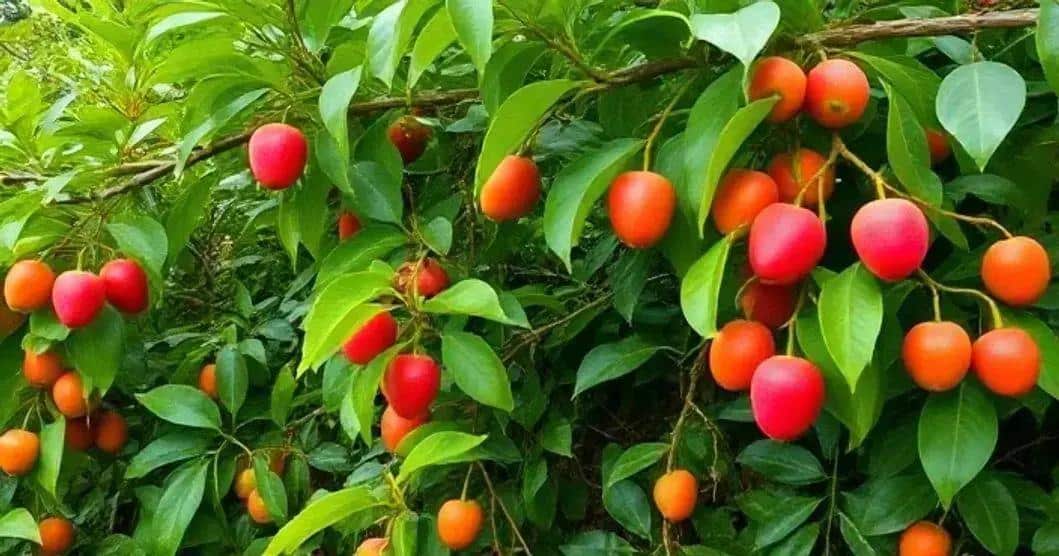 Exploring the Origins of Passion Fruit