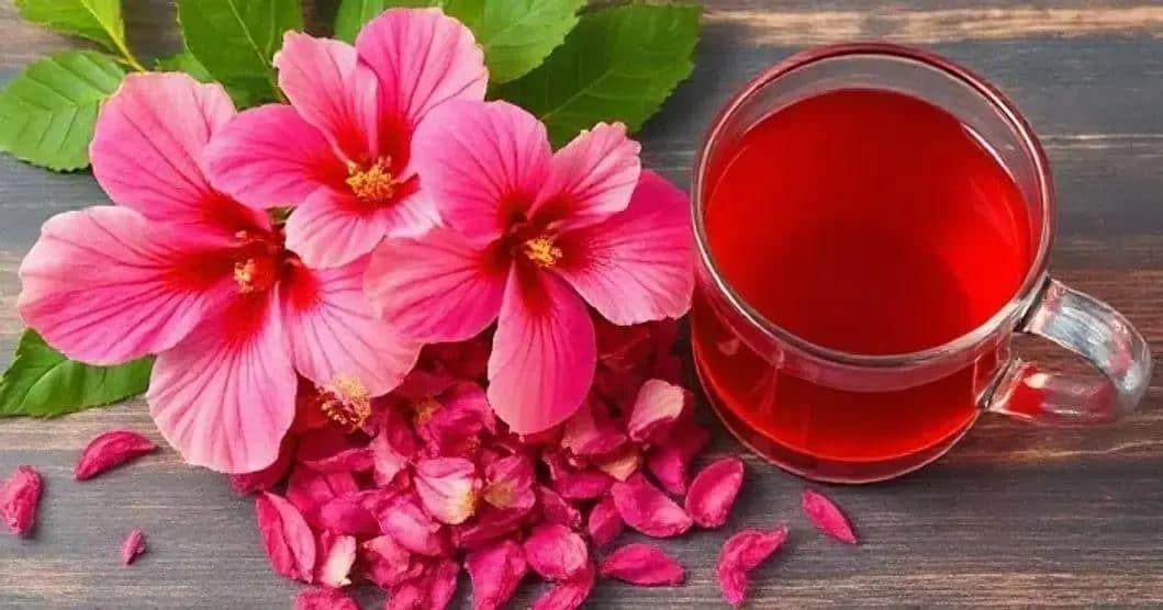 Recipe Curiosities: The Magic of Hibiscus Tea