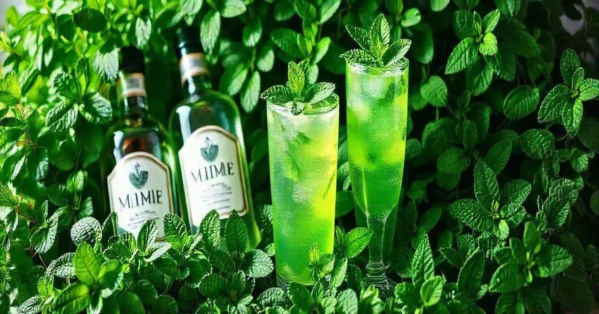 Curiosidades sobre el Licor de Menta