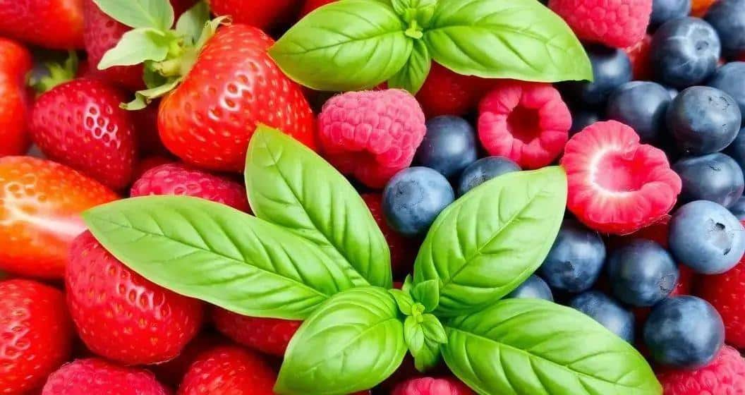 Curiosités sur les Fruits Rouges et le Basilic Curiosités sur les Fruits Rouges et le Basilic