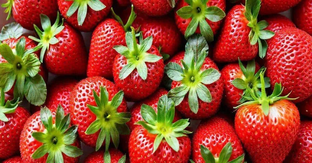 Importance de la qualité des fraises Importance de la qualité des fraises