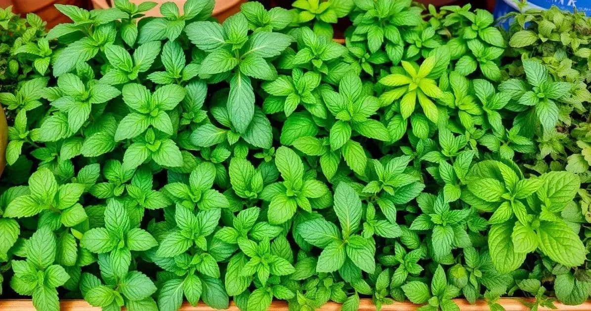 Varietà di menta da utilizzare